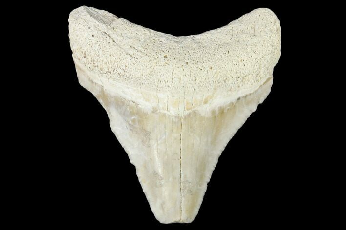Fossil Megalodon Tooth - Florida #103349